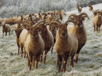 A Little About: Castlemilk&nbsp;Moorit