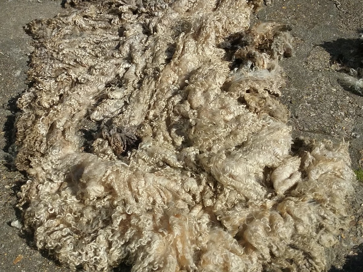 Fibre Prep: Lincoln&nbsp;Longwool