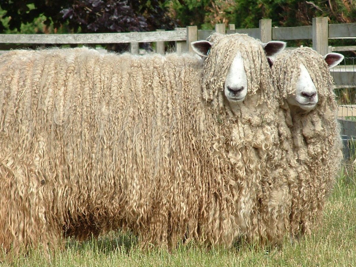 A Little About: Lincoln&nbsp;Longwool