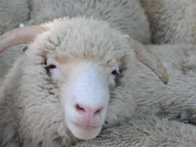 A Little About: Dorset&nbsp;Horn