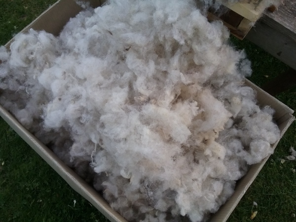 Fibre Prep: Hampshire&nbsp;Down