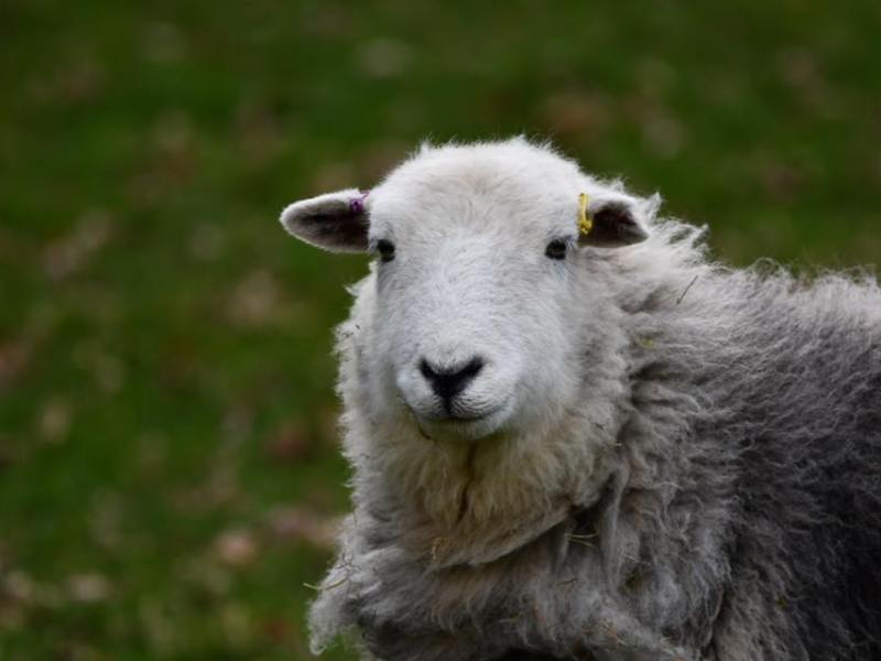 A Little About:&nbsp;Herdwick