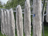 Spinning: Herdwick
