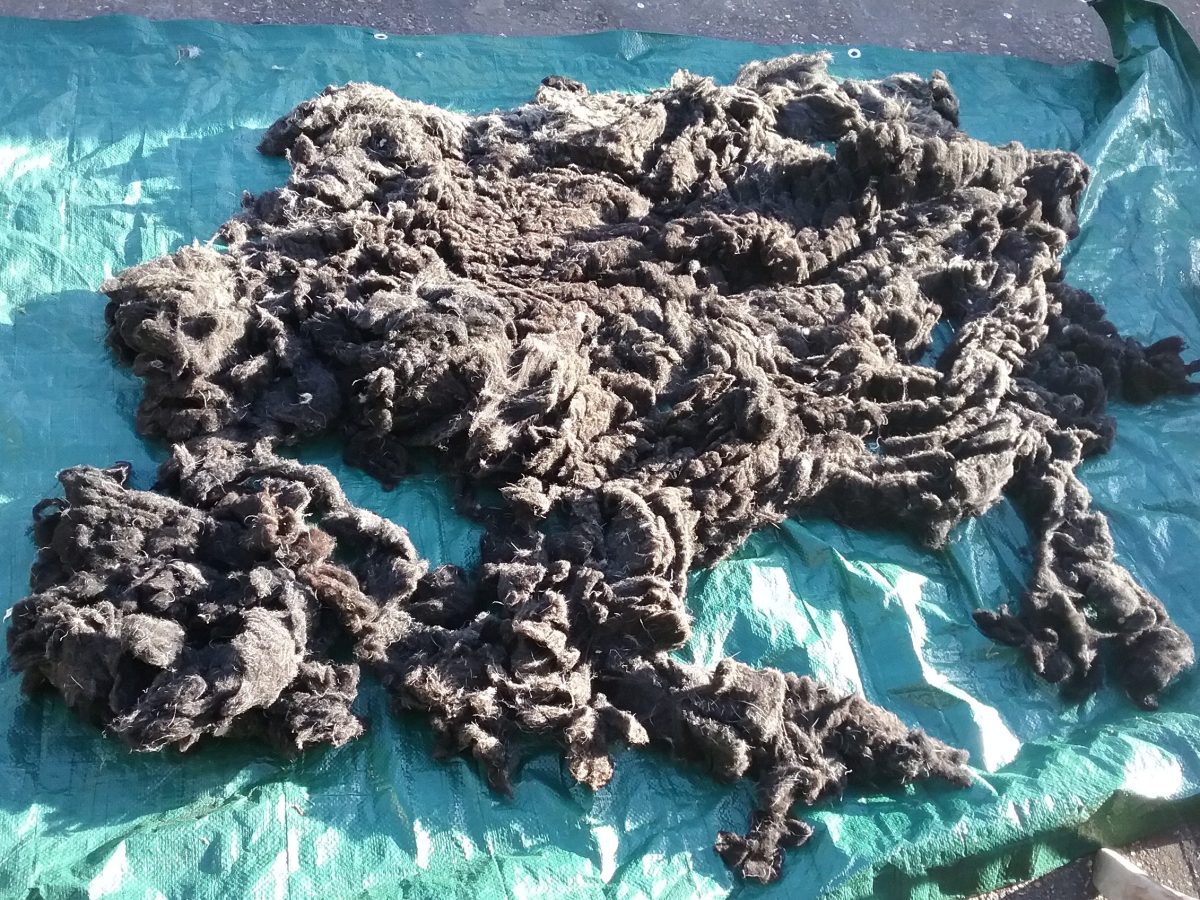 Fibre Prep: Black Welsh&nbsp;Mountain