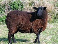 A Little About: Black Welsh&nbsp;Mountain